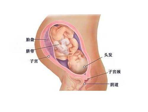 山东代怀男孩_试管婴儿胚胎移植后孕酮低，要不要用黄体酮保胎？